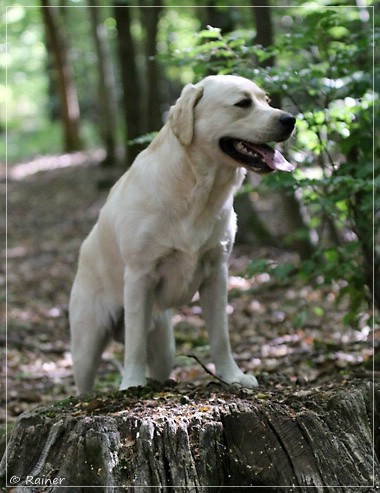 Joyful Lab's Escort Boy - Luis