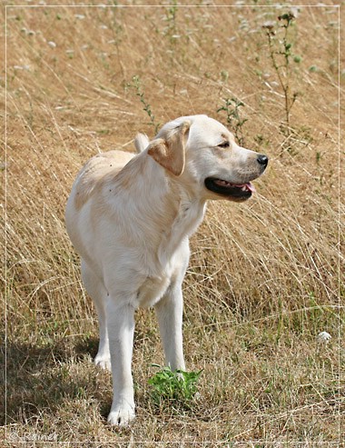 Joyful Lab's Escort Boy - Luis