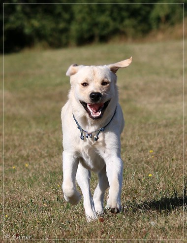 Joyful Lab's Escort Boy - Luis