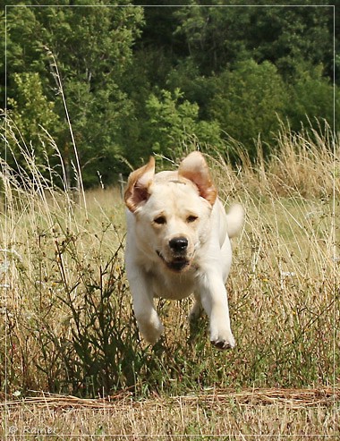 Joyful Lab's Escort Boy - Luis