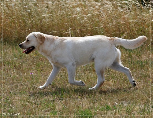 Joyful Lab's Escort Boy - Luis