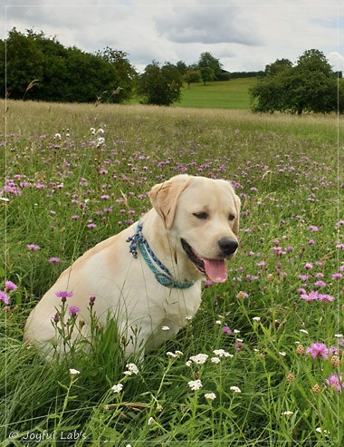 Joyful Lab's Escort Boy - Luis