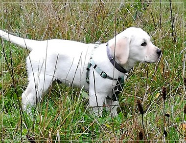 Joyful Lab's Enterprising Boy - Timon