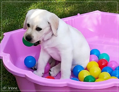 Joyful Lab's Enterprising Boy - Timon