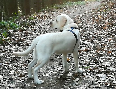 Joyful Lab's Enterprising Boy - Timon