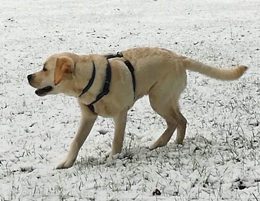 Joyful Lab's Enterprising Boy - Timon