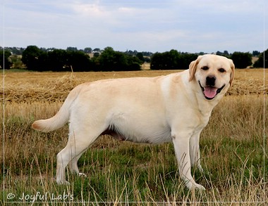 Joyful Lab's Classic Girl - Carla