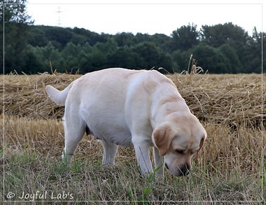 Joyful Lab's Classic Girl - Carla