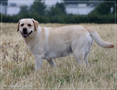 Joyful Lab's Classic Girl - Carla