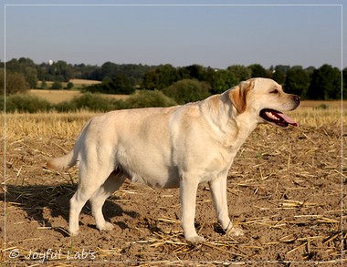 Joyful Lab's Classic Girl - Carla