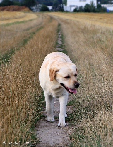 Joyful Lab's Classic Girl - Carla