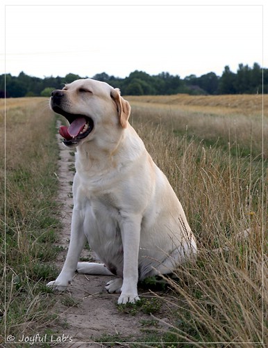 Joyful Lab's Classic Girl - Carla