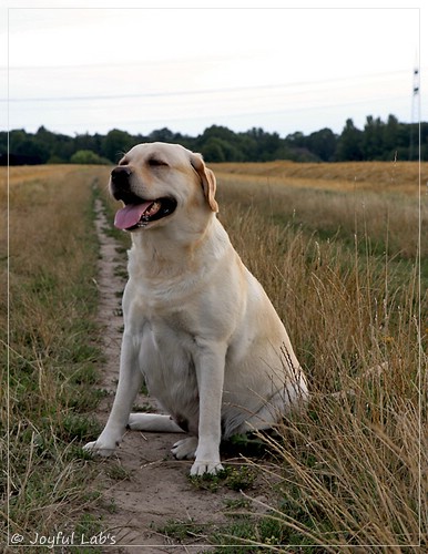 Joyful Lab's Classic Girl - Carla