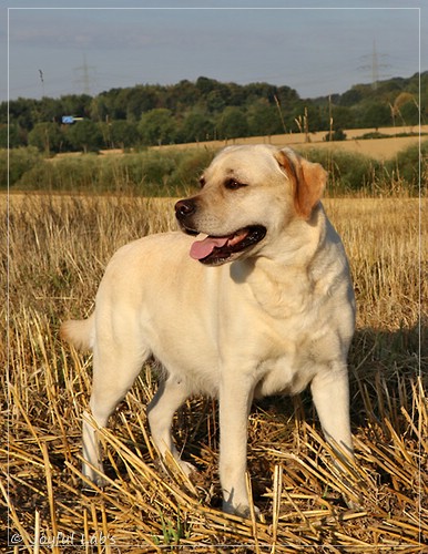 Joyful Lab's Classic Girl - Carla