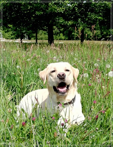 Joyful Lab's Dream Boy - Henry