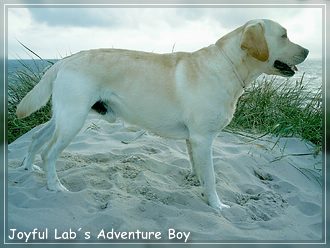 Joyful Labs Adventure Boy "Henry"