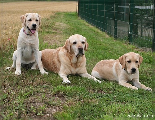 Joyful Lab's C-Wurf - Carla & Greta