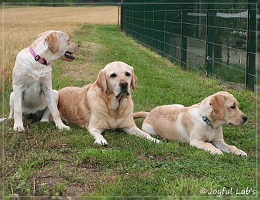 Joyful Lab's C-Wurf - Carla & Greta