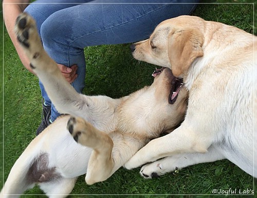 Joyful Lab's C-Wurf - Carla & Greta