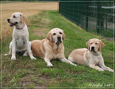 Joyful Lab's C-Wurf - Carla & Greta