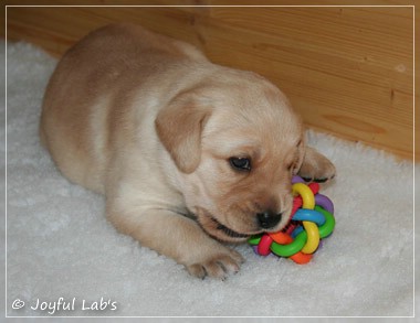 Joyful Lab's D-Wurf Joyful Lab's D-Wurf