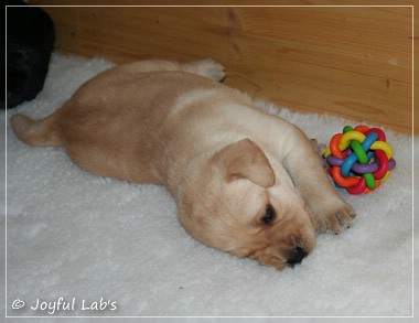 Joyful Lab's D-Wurf Joyful Lab's D-Wurf