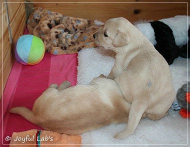 Joyful Lab's D-Wurf Joyful Lab's D-Wurf