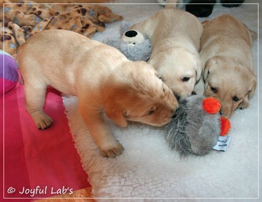 Joyful Lab's D-Wurf Joyful Lab's D-Wurf