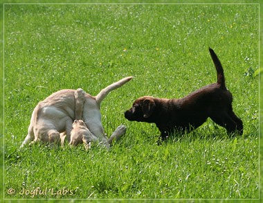 Joyful Lab's Destiny Boy & Dream Bo