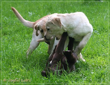 Joyful Lab's Destiny Boy & Dream Bo