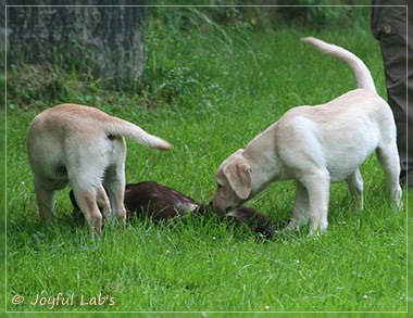 Joyful Lab's Destiny Boy & Dream Bo