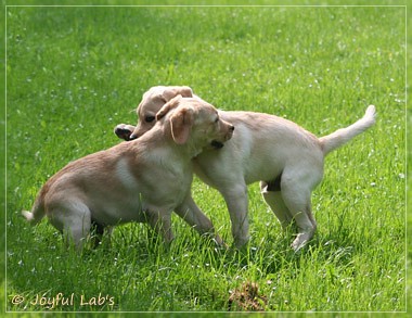 Joyful Lab's Destiny Boy & Dream Bo