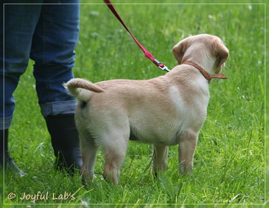 Joyful Lab's Destiny Boy & Dream Bo