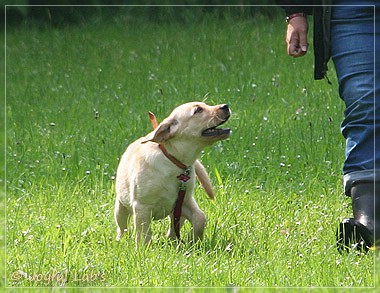 Joyful Lab's Destiny Boy & Dream Bo