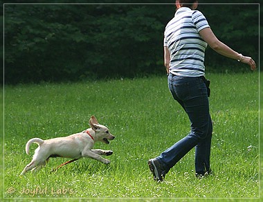 Joyful Lab's Destiny Boy & Dream Bo