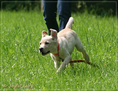 Joyful Lab's Destiny Boy & Dream Bo