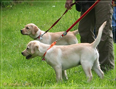 Joyful Lab's Destiny Boy & Dream Bo