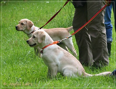 Joyful Lab's Destiny Boy & Dream Bo