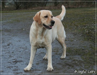 Hanna - Rosefair Joyful Girl