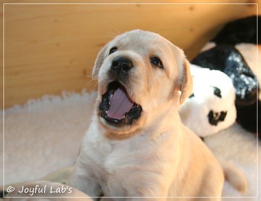 Joyful Lab's D-Wurf Joyful Lab's D-Wurf