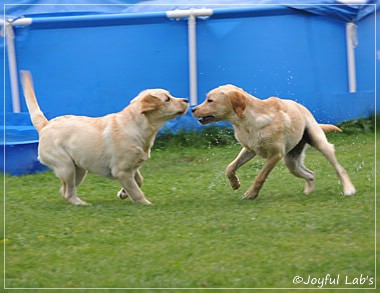 Joyful Lab's C-Wurf - Carla & Greta