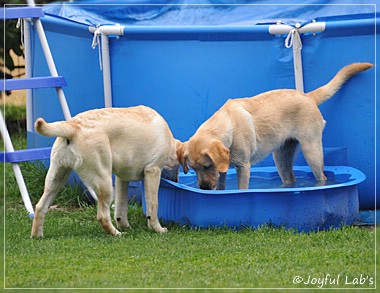 Joyful Lab's C-Wurf - Carla & Greta