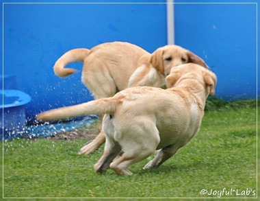 Joyful Lab's C-Wurf - Carla & Greta