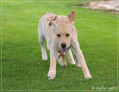 Joyful Lab's C-Wurf - Carla & Greta