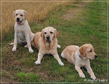 Joyful Lab's C-Wurf - Carla & Greta