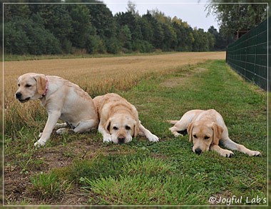 Joyful Lab's C-Wurf - Carla & Greta