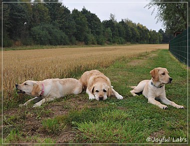 Joyful Lab's C-Wurf - Carla & Greta