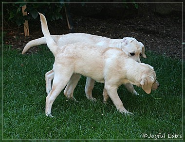 Joyful Lab's Cuddly Girl & Classic Girl