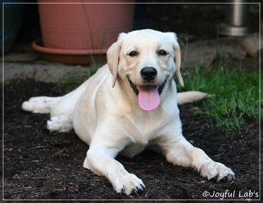 Joyful Lab's Cuddly Girl