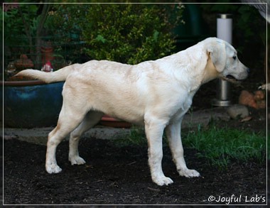 Joyful Lab's Cuddly Girl